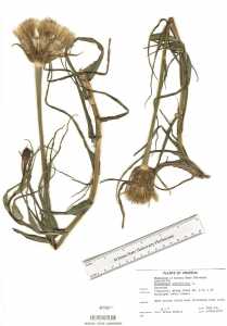 Tragopogon porrifolius image