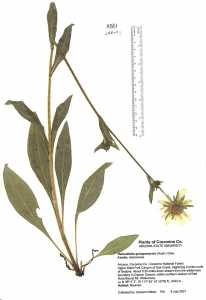 Helianthella quinquenervis image