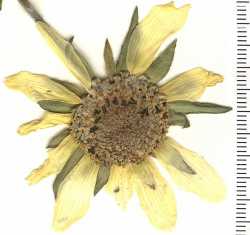 Helianthella quinquenervis image