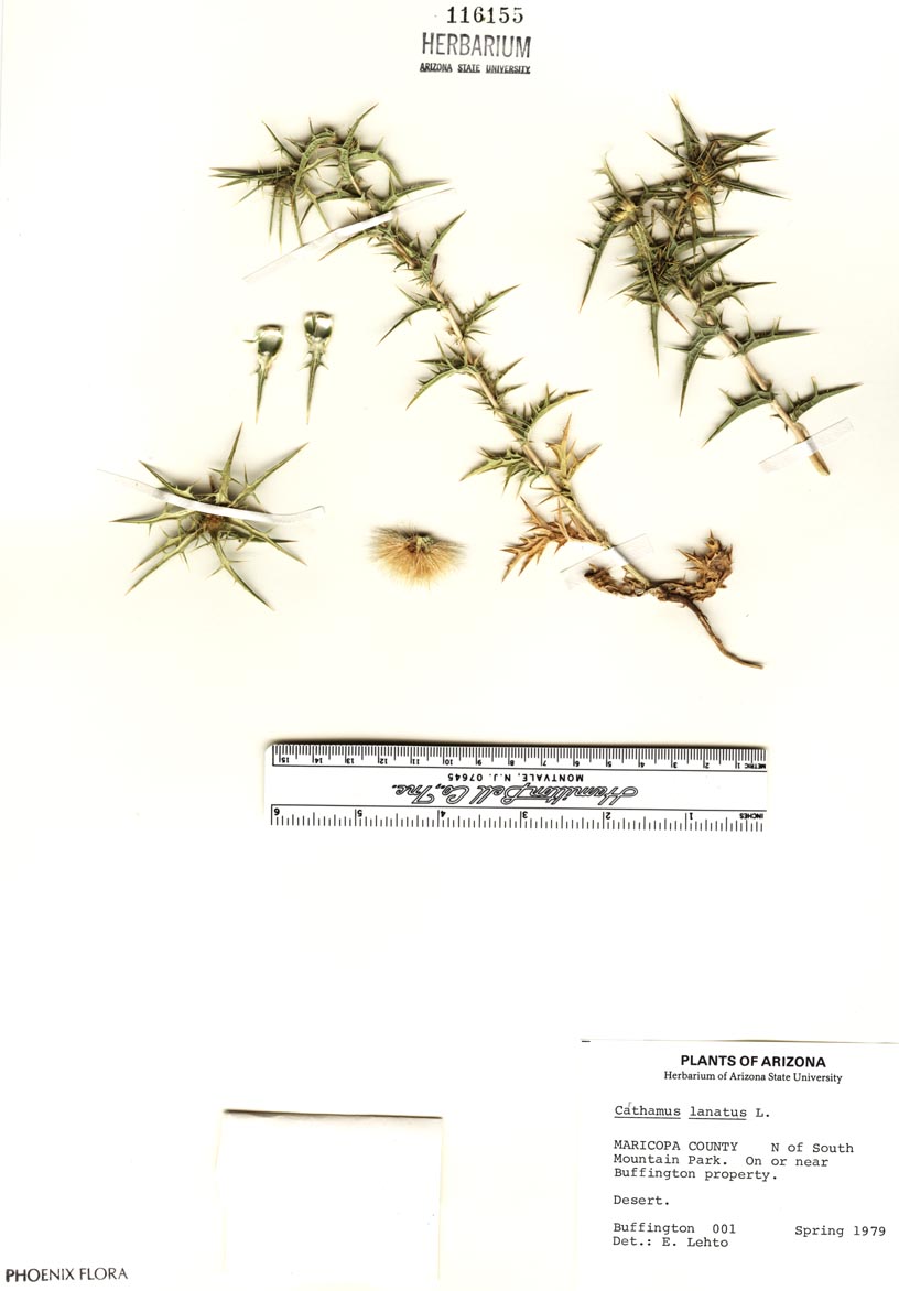 Carthamus lanatus image