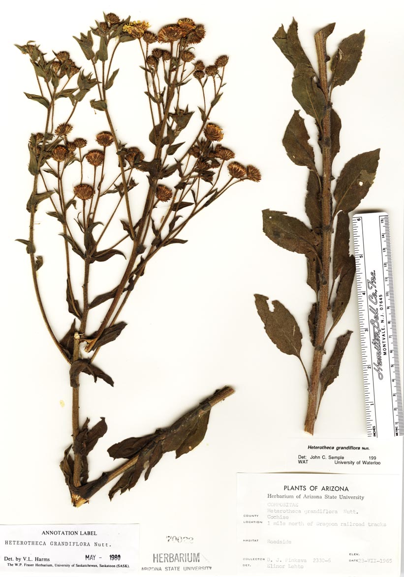 Heterotheca grandiflora image