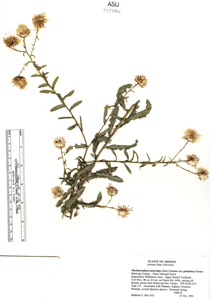 Dieteria asteroides var. glandulosa image