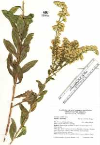 Solidago wrightii image