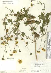 Image of Bahiopsis deltoidea