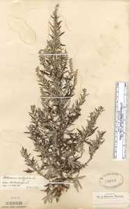 Artemisia vulgaris image