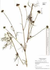 Cosmos parviflorus image