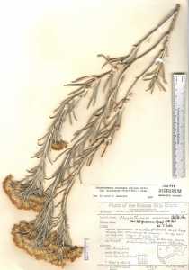 Ericameria nauseosa var. hololeuca image