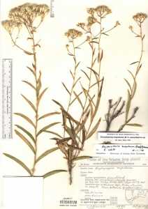 Image of Hesperodoria scopulorum