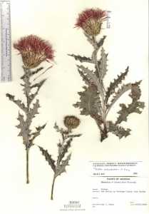Cirsium townsendii image