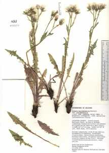 Crepis occidentalis var. occidentalis image
