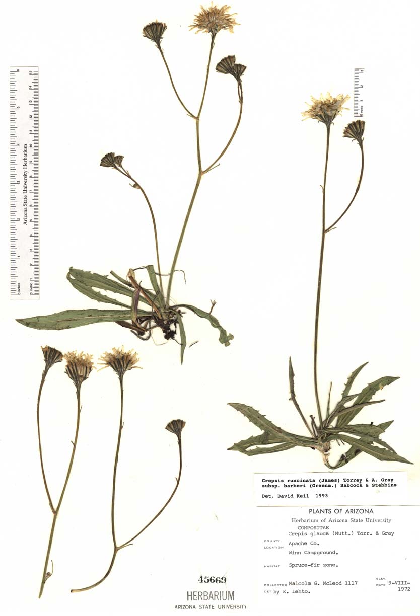 Crepis runcinata subsp. barberi image