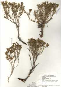 Thymophylla acerosa image