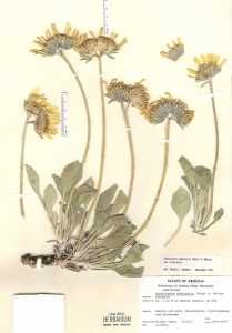 Enceliopsis nudicaulis var. nudicaulis image