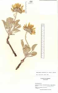 Enceliopsis nudicaulis image