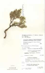Ericameria arizonica image