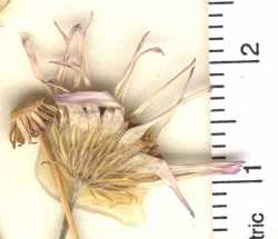 Image of Erigeron sparsifolius
