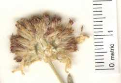 Image of Gaillardia multiceps