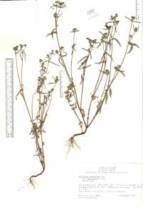 Galinsoga parviflora var. semicalva image