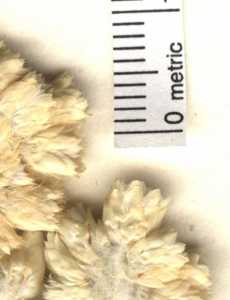 Image of Pseudognaphalium jaliscense