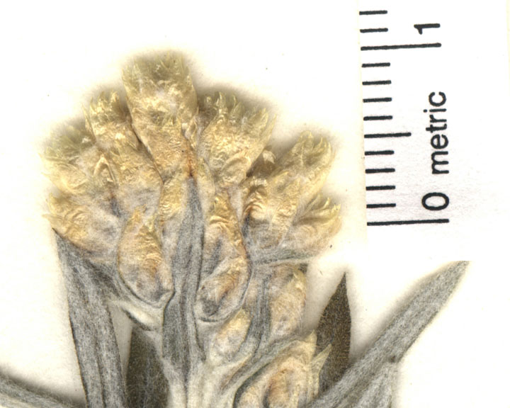 Pseudognaphalium image