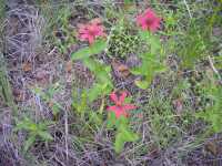 Zinnia peruviana image