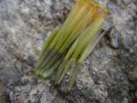 Adenophyllum porophylloides image