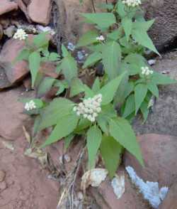 Image of Ageratina paupercula