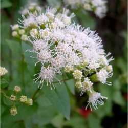 Image of Ageratina herbacea