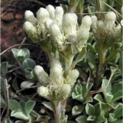 Image of Antennaria parvifolia