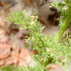 Anthemis cotula image