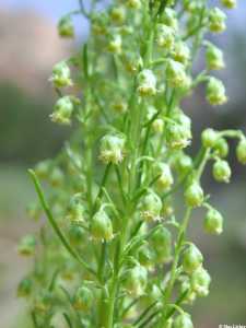 Image of Artemisia campestris