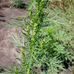 Image of Artemisia biennis