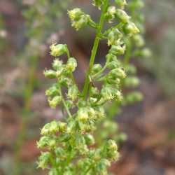 Image of Artemisia carruthii
