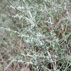 Image of Artemisia filifolia