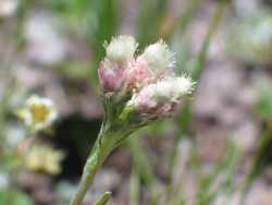 Antennaria parvifolia image