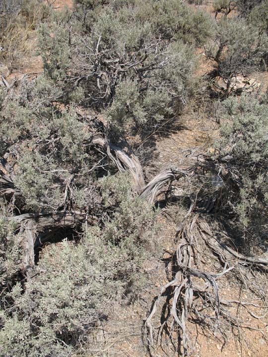 Artemisia tridentata image