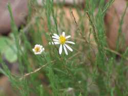 Chaetopappa ericoides image