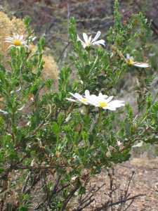 Dimorphotheca cuneata image