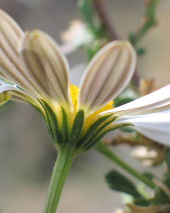 Dimorphotheca cuneata image