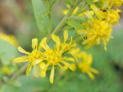 Oreochrysum parryi image