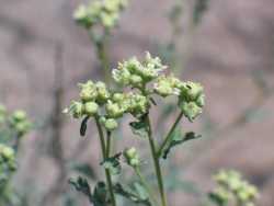 Parthenium incanum image