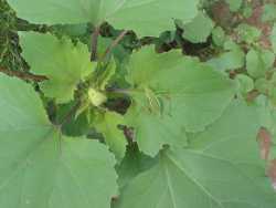 Xanthium strumarium image