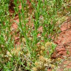 Baccharis pteronioides image