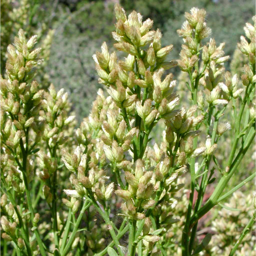 Baccharis sergiloides image