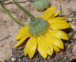 Bahia absinthifolia image