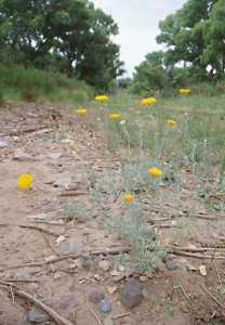 Baileya multiradiata image