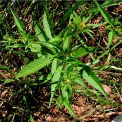 Bidens frondosa image