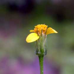 Bidens leptocephala image