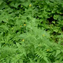 Bidens leptocephala image