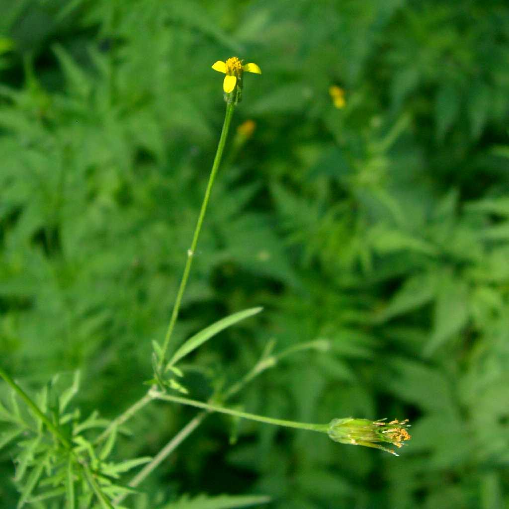 Bidens leptocephala image